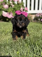 F1 Ashlyn, a female Cavapoo for sale in Mayfield, KY – 5 of 8