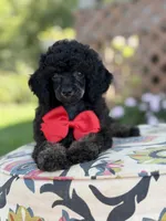 AKC Parker, a male Poodle - Toy  for sale in Mayfield, KY – 7 of 9
