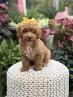 Patty, a female Miniature Goldendoodle for sale in Mayfield, KY – 9 of 10