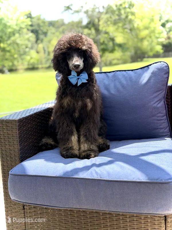 AKC Winston  – Poodle - Multi-Colored Standard puppy for sale in Mayfield, KY