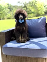 AKC Winston , a male Poodle - Multi-Colored Standard for sale in Mayfield, KY – 1 of 10