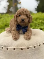 Pete, a male Miniature Goldendoodle for sale in Mayfield, KY – 4 of 10