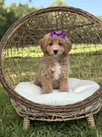 Barbie, a female Miniature Goldendoodle for sale in Mayfield, KY – 6 of 10