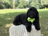 Mario, a male Miniature Goldendoodle for sale in Mayfield, KY – 4 of 10