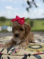 Presley, a female Miniature Goldendoodle for sale in Mayfield, KY – 4 of 8