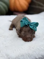 Teal bow, a female Miniature Bernedoodle for sale in Mayfield, KY – 3 of 7