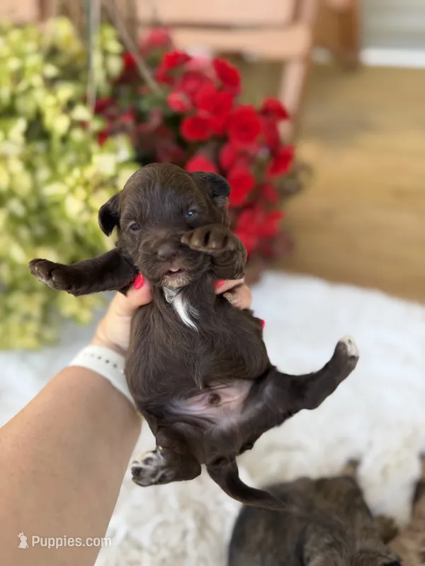 Chocolate M – Havapoo puppy for sale in Mayfield, KY