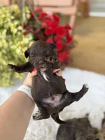 Chocolate M, a male Havapoo for sale in Mayfield, KY – 1 of 3