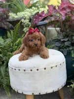 Ruby, a female Cavapoo for sale in Mayfield, KY – 5 of 9