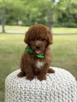 Andy, a male Miniature Goldendoodle for sale in Mayfield, KY – 2 of 9