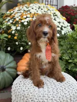F1 Carter, a male Cavapoo for sale in Mayfield, KY – 10 of 10
