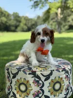 Denim, a male Cavapoo for sale in Mayfield, KY – 3 of 6