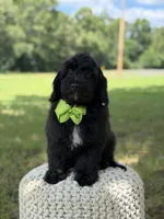 Mario, a male Miniature Goldendoodle for sale in Mayfield, KY – 3 of 10