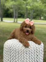 Amber , a female Miniature Goldendoodle for sale in Mayfield, KY – 7 of 10