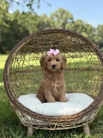 Betsie, a female Miniature Goldendoodle for sale in Mayfield, KY – 5 of 8