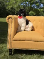 AKC Wilson , a male Poodle - Multi-Colored Standard for sale in Mayfield, KY – 6 of 10