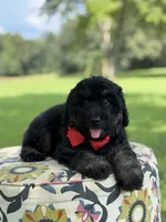 F1Tucker, a male Bernedoodle for sale in Mayfield, KY – 5 of 10