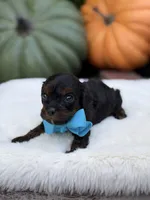 Blue bow, a male Cavapoo for sale in Mayfield, KY – 3 of 10