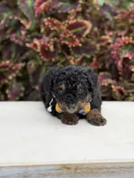 Hans, a male Miniature Bernedoodle for sale in Mayfield, KY – 6 of 6