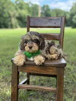 F1 Trace, a male Cavapoo for sale in Mayfield, KY – 9 of 10