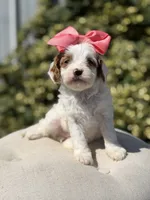 Dolly, a female Cavapoo for sale in Mayfield, KY – 3 of 10