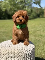 Nash, a male Miniature Goldendoodle for sale in Mayfield, KY – 9 of 9