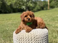 Nash, a male Miniature Goldendoodle for sale in Mayfield, KY – 7 of 9