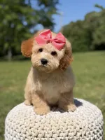 Nelly, a female Miniature Goldendoodle for sale in Mayfield, KY – 4 of 7