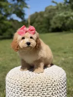 Nelly, a female Miniature Goldendoodle for sale in Mayfield, KY – 6 of 7