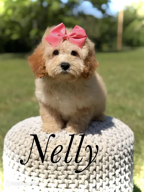 Nelly – Miniature Goldendoodle puppy for sale in Mayfield, KY