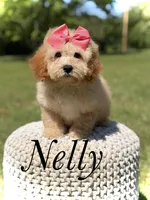 Nelly, a female Miniature Goldendoodle for sale in Mayfield, KY – 1 of 7