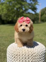 Nelly, a female Miniature Goldendoodle for sale in Mayfield, KY – 3 of 7