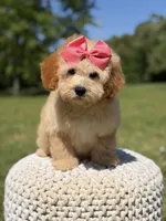 Nelly, a female Miniature Goldendoodle for sale in Mayfield, KY – 5 of 7