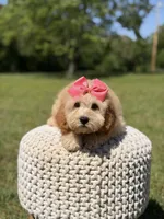 Nelly, a female Miniature Goldendoodle for sale in Mayfield, KY – 7 of 7