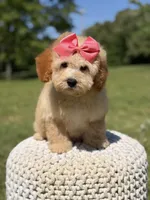 Nelly, a female Miniature Goldendoodle for sale in Mayfield, KY – 2 of 7