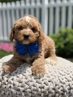F1 Jordan, a male Cavapoo for sale in Mayfield, KY – 6 of 8