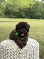 Beckett, a male Miniature Goldendoodle for sale in Mayfield, KY – 6 of 10