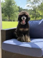 AKC Wally, a male Poodle - Multi-Colored Standard for sale in Mayfield, KY – 9 of 10