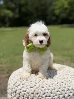 Dash , a male Cavapoo for sale in Mayfield, KY – 2 of 7