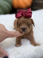 Burgundy bow f, a female Cavapoo for sale in Mayfield, KY – 4 of 6