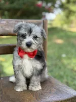 F1B Trooper, a male Maltipoo for sale in Mayfield, KY – 8 of 10
