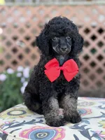 AKC Parker, a male Poodle - Toy  for sale in Mayfield, KY – 6 of 9