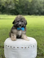 Chocolate sable M, a male Havapoo for sale in Mayfield, KY – 7 of 10
