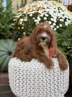 F1 Carter, a male Cavapoo for sale in Mayfield, KY – 8 of 10