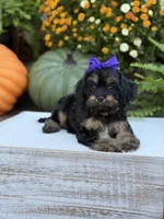 F1 Sally, a female Cavapoo for sale in Mayfield, KY – 9 of 10