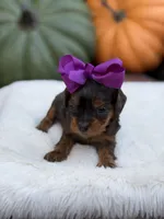 Purple bow, a female Cavapoo for sale in Mayfield, KY – 7 of 10