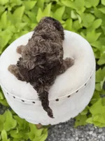 Andy, a male Cavapoo for sale in Mayfield, KY – 4 of 6