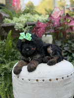 F1B Blair, a female Bernedoodle for sale in Mayfield, KY – 5 of 9