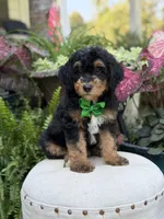 F1B Blake, a male Bernedoodle for sale in Mayfield, KY – 2 of 10