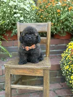 Teddy, a male Shihpoo for sale in Mayfield, KY – 2 of 10
